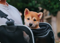 Check The Rules For Carrying Pets
